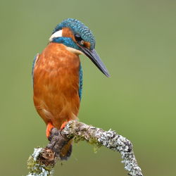Close-up of bird perching on leaf