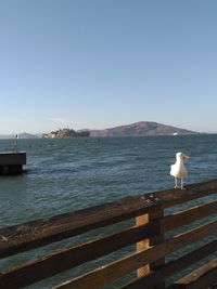 Seagull perching on sea against clear sky