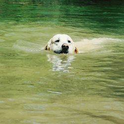 Portrait of dog swimming in water