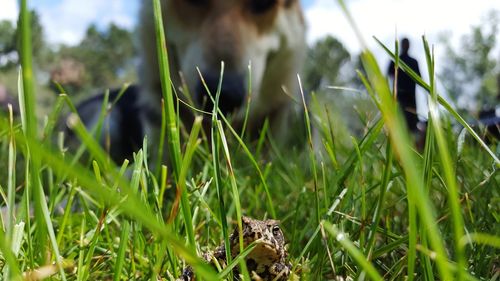 Surface level of grass on field