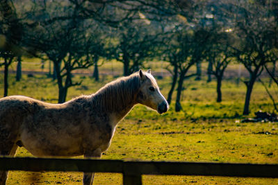 Horse standing in ranch