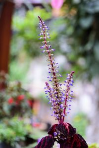 Close-up of purple flowering plant