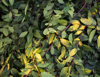 Full frame shot of plants