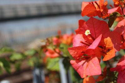 Close-up of red flowering plant