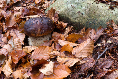 Close-up of rocks in forest