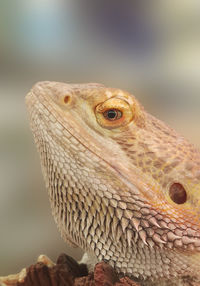 Close-up of a bearded dragon
