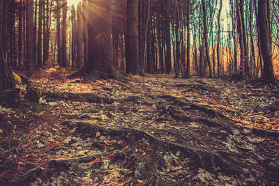 Trees growing in forest during autumn