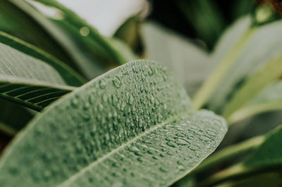 Close-up of raindrops on leaves