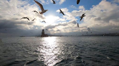 Seagulls flying over sea against sky