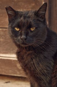 Close-up portrait of a cat