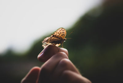 Close-up of butterfly on hand