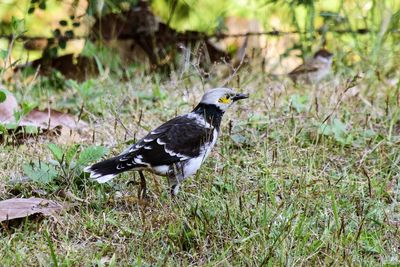 Side view of bird on land