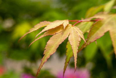 Close-up of wilted plant leaves