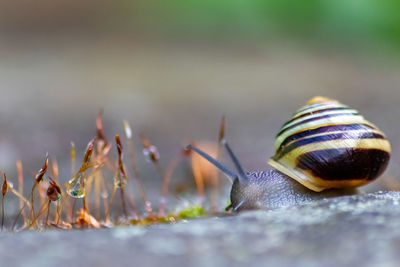 Banded garden snail with a big shell in close-up and macro view shows interesting details of feelers