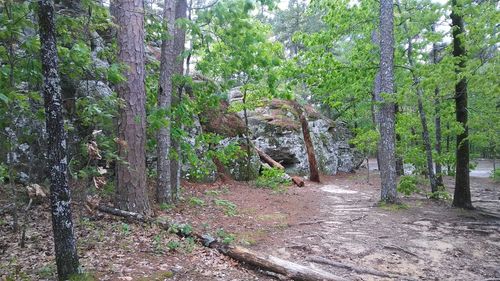 Trees in forest