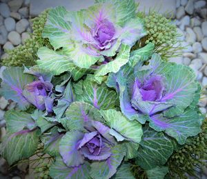 Close-up of purple flowers