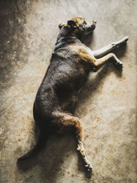 High angle view of dog sitting outdoors