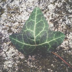 Close-up of leaf