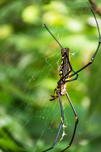 Close-up of spider on web