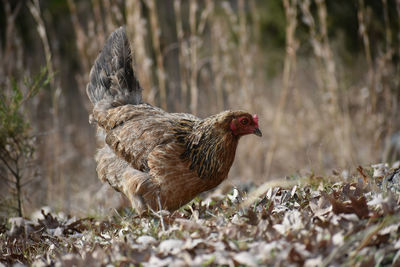 Close-up of a bird on field