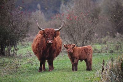 Mother and baby cow standing in field