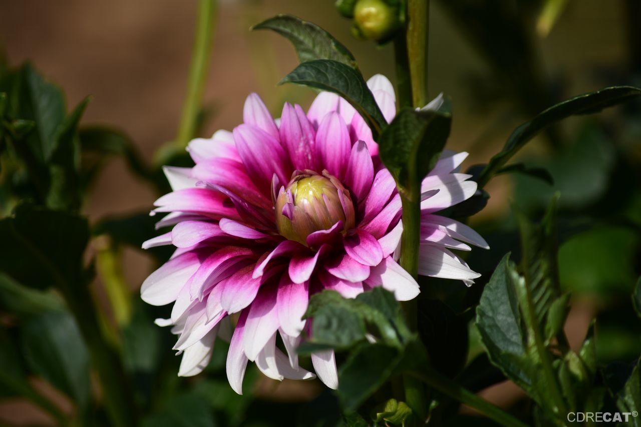 flower, flowering plant, beauty in nature, plant, fragility, freshness, vulnerability, petal, growth, close-up, flower head, inflorescence, pink color, nature, leaf, plant part, focus on foreground, no people, day, purple, pollen