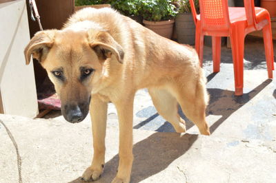 Portrait of dog standing outdoors