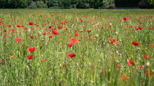 Red poppy flowers in field