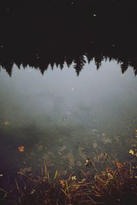 Reflection of trees in lake