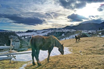 Horses on landscape against sky