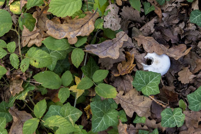 High angle view of leaves on field