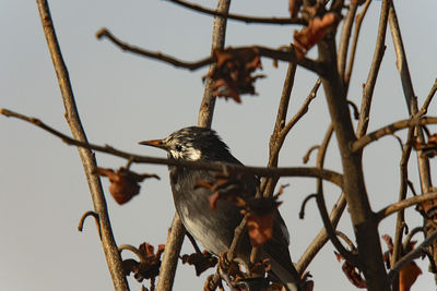 Low angle view of bird perching on branch