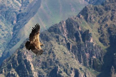 Close-up of eagle flying over mountains