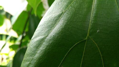 Close-up of leaf against blurred background