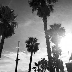 Low angle view of coconut palm trees against sky