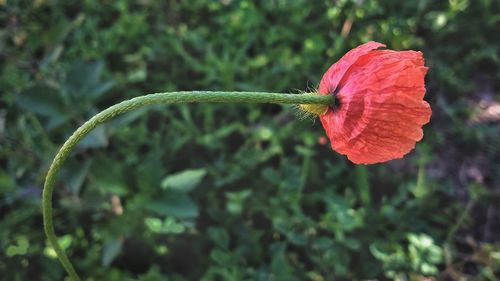 Close-up of insect on flower against blurred background