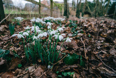 Close-up of flowering plants on land