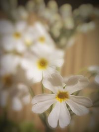 Close-up of white flower