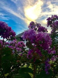 Low angle view of pink flowers blooming against sky