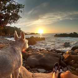 View of horse on beach during sunset