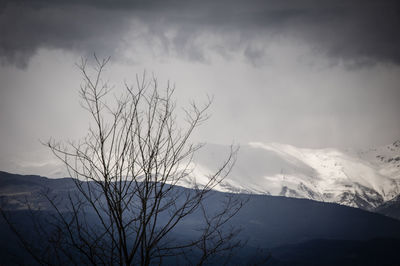 Bare tree on mountain against sky