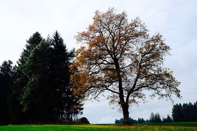 Tree against sky