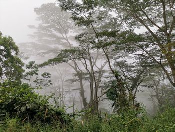 Trees in forest against sky