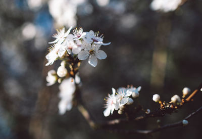 Close-up of white cherry blossom tree