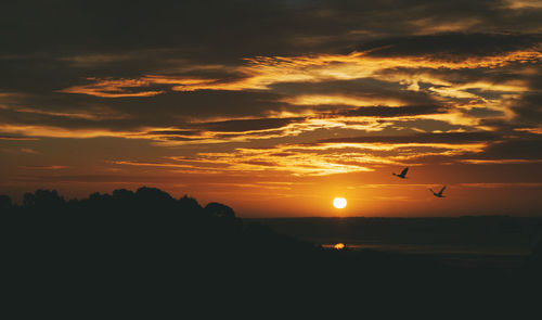 Silhouette of bird flying against sky during sunset