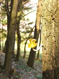 Close-up of yellow tree trunk in forest