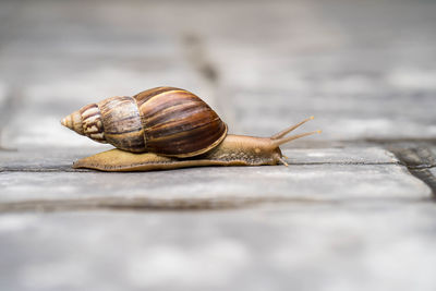 Close-up of snail