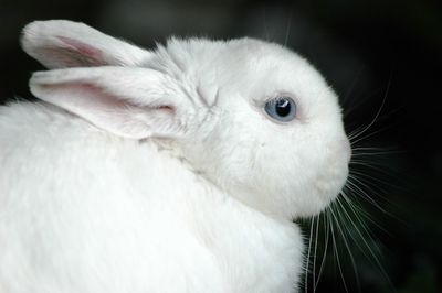 Close-up of white rabbit