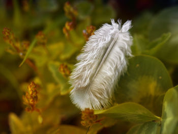 Close-up of white feather on plant