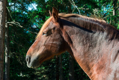 Close-up of an animal on land